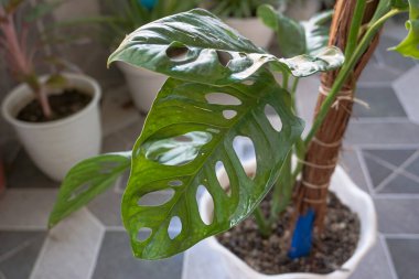 has unique leaves that are the hallmark of this ornamental plant