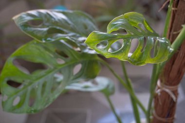 has unique leaves that are the hallmark of this ornamental plant