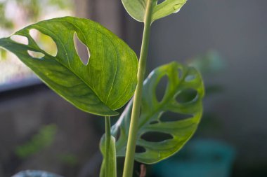 has unique leaves that are the hallmark of this ornamental plant