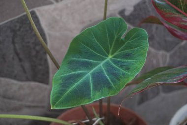 water-repellent plants that we often encounter in the rice fields