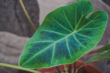 water-repellent plants that we often encounter in the rice fields