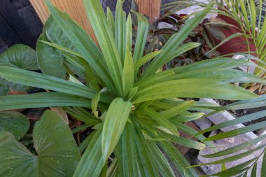 green pandan leaves that are watered in the morning