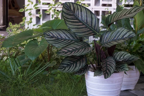 Ornamental Plant Has Green Stripe Pattern Royaltyfria Stockfoton