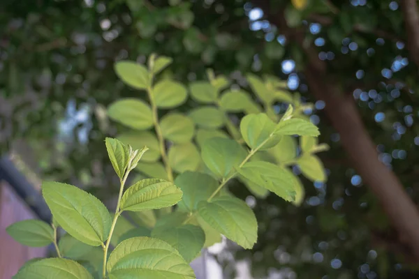 arabic bidara plant which is a herbal plant