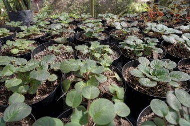 small begonia seeds found in ornamental plant gardens