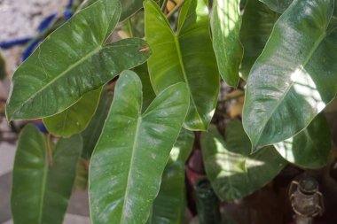 ornamental plants are green to yellowish