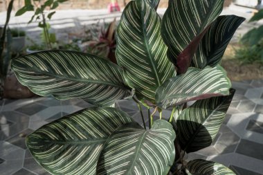 ornamental plant that has a green stripe pattern