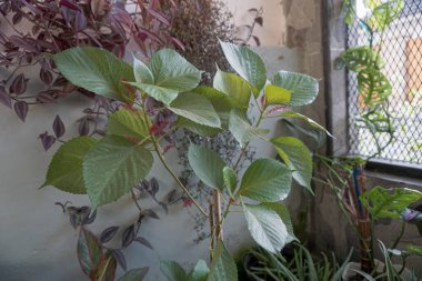 cat tail ornamental plant on a white background