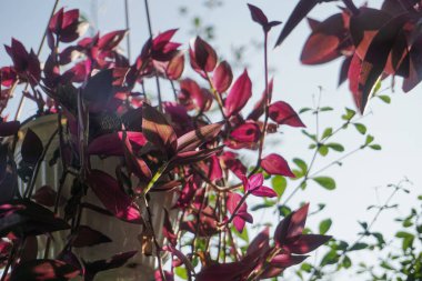 some hanging ornamental plants that are suitable indoors