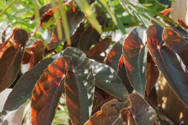 Kırmızı yaprakları ile süs bitki