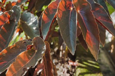 Kırmızı yaprakları ile süs bitki