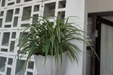 some hanging ornamental plants that are suitable indoors