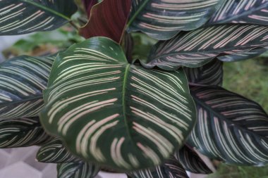 ornamental plant that has a green stripe pattern