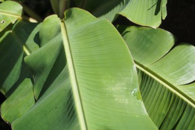 green banana leaves exposed to the sun