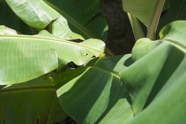 green banana leaves exposed to the sun