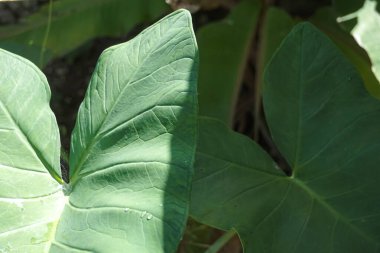 green and water repellent leavesgreen and water repellent leaves