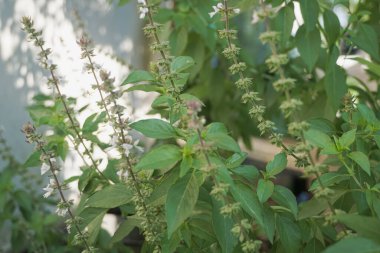 basil leaves which are usually used in cooking