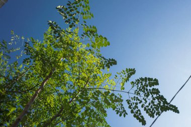 Moringa is a plant whose leaves can be processed into vegetables