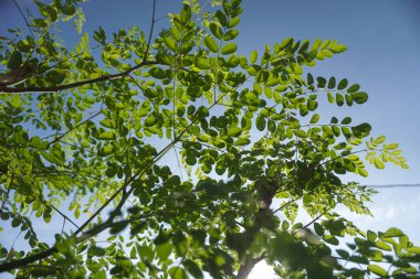 Moringa is a plant whose leaves can be processed into vegetables