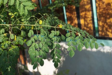 Moringa is a plant whose leaves can be processed into vegetables