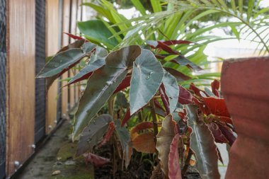 Kırmızı yaprakları ile süs bitki