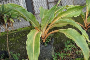 ornamental plants suitable for the home page