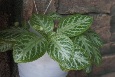 ornamental plants attached to the wall with a cliff design
