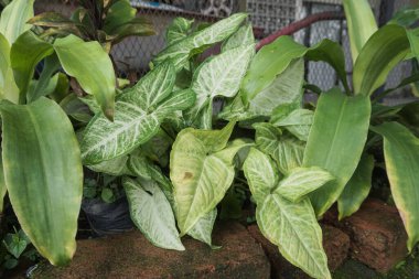 green ornamental plants in the yard