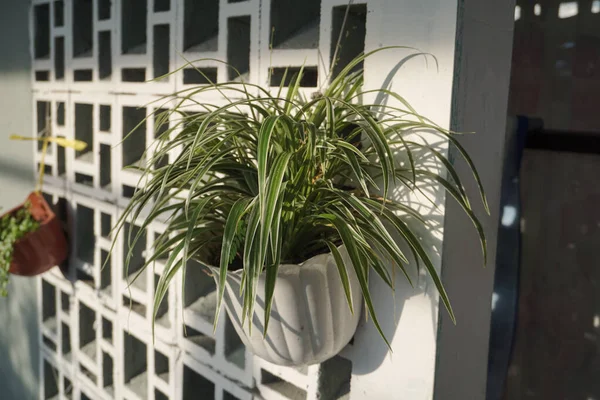some hanging ornamental plants that are suitable indoors