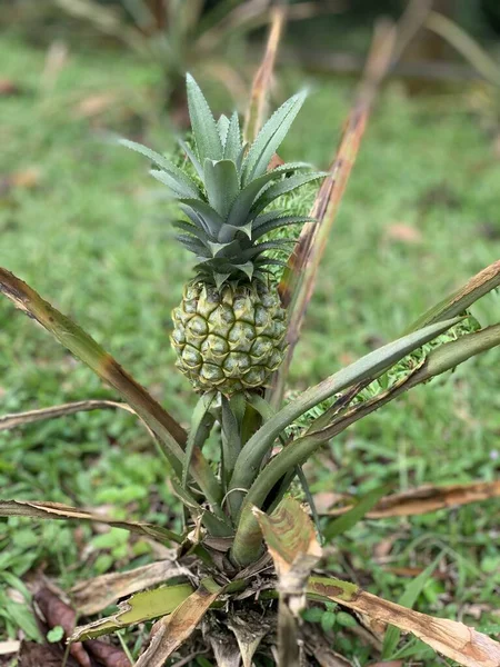 Ananas, tropik bölgelerde yetişen tatlı ve sulu meyvelerdir.
