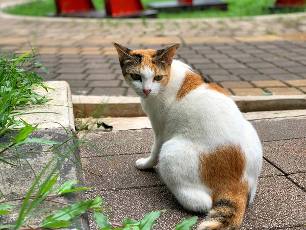 Üç renkli yerli kısa saçlı kedi gezisi.