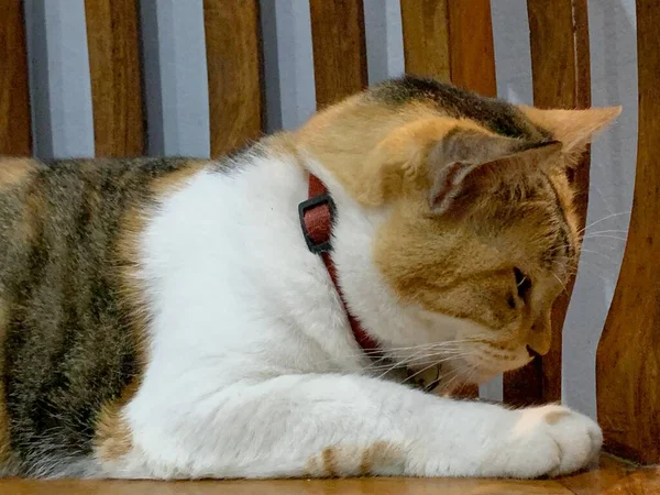 Üç renkli dişi kedi tahta sandalyede yatıyor.  