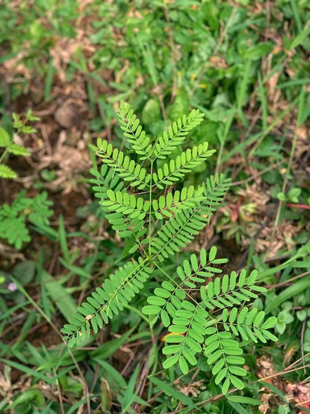 Tamarin Lamtoro Leaf Par Temps Ensoleillé Pousse Naturellement Dans Jardin — Photo