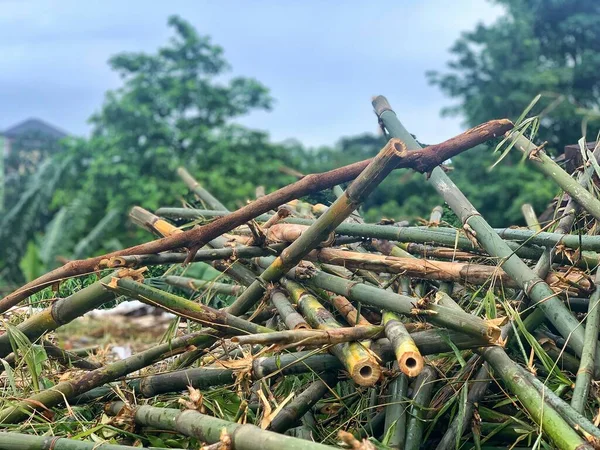 Bu bambu yığınından bir fotoğraf.