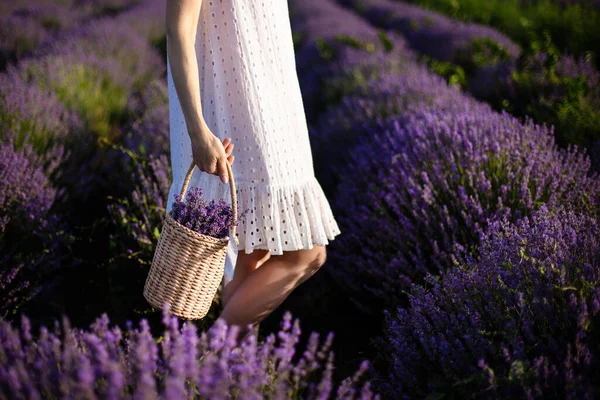 Lavanta tarlasında elinde lavanta çiçekleri olan kamış sepeti tutan genç bir kadın. Beyaz elbiseli bir kız lavanta çiçeklerinin arasında duruyor. Yatay fotoğraf