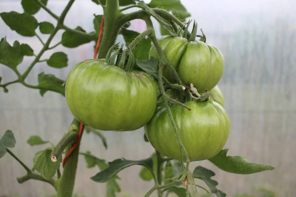 Goût Des Tomates Que Cultive Dans Serre Est Fantastique Ils — Photo