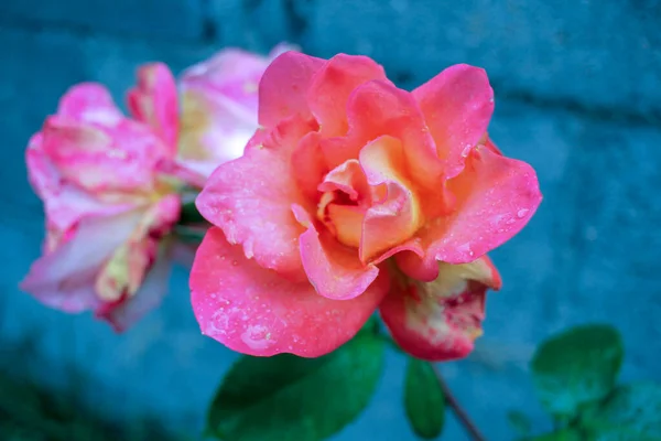 Quand Pleut Les Roses Deviennent Encore Belles Avec Des Gouttes — Photo