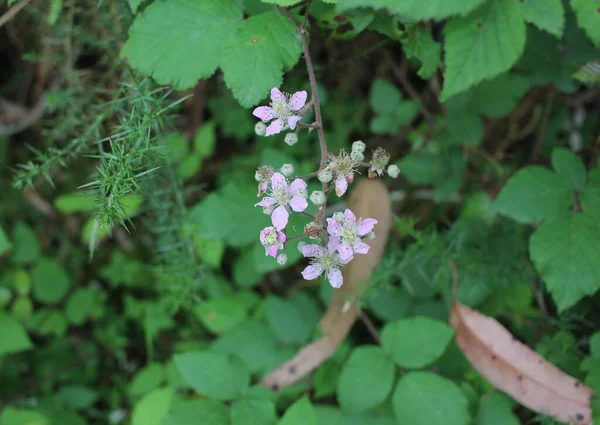 Trouve Des Petites Fleurs Sauvages Sur Mon Chemin Travers Forêt — Photo