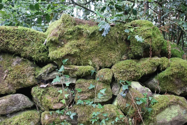 wall with moss and holly leaves in the forest and close to an abandoned house