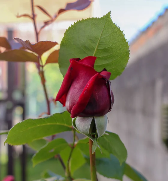 Eine Meiner Lieblingsfarben Wenn Ich Über Rosen Spreche Ist Rot — Stockfoto