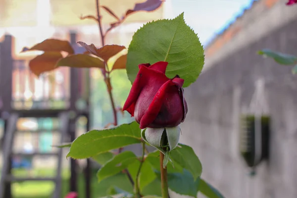 Rote Rosen Sind Meine Lieblingsrosen Meinem Garten — Stockfoto