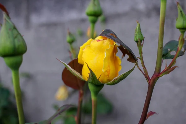 Eine Gelbe Rose Wächst Und Einige Andere Sind Dabei Ihre — Stockfoto