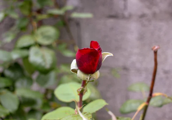 Rosas Vermelhas Meu Jardim Têm Cheiro Delicioso — Fotografia de Stock