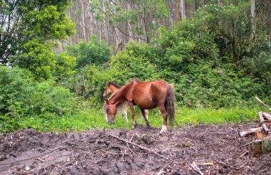 Vahşi kısrak ve tay ormanda otluyor.