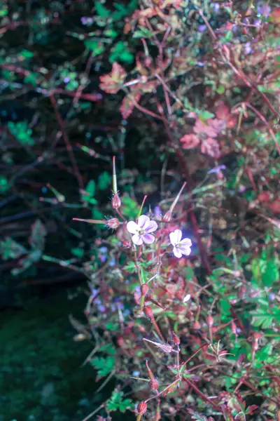 Tiny Wild Flowers Found Way Countryside — Stockfoto