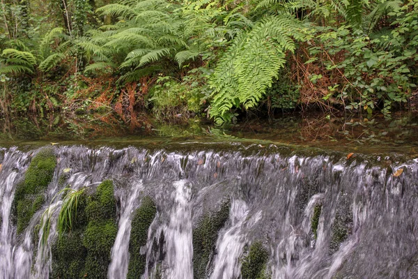 Waterfall Creek Middle Forest — Foto de Stock