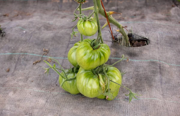 Bio Grüne Tomaten Sind Sehr Gesund Und Schmackhaft Stockbild