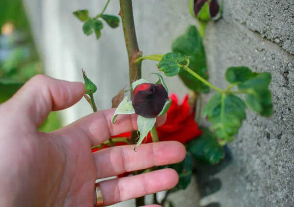 Streicheln Einer Jungen Roten Rose Meinem Garten — Stockfoto