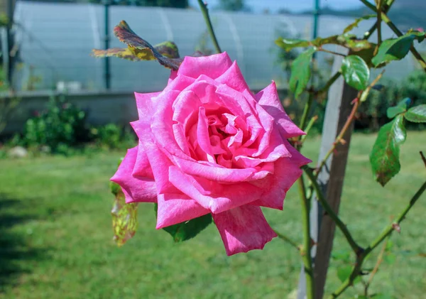 Pink Rose Sun Garden — Stockfoto
