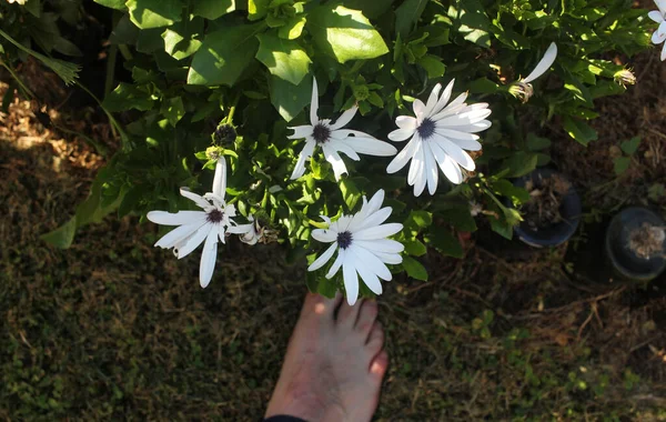 Blootsvoets Het Gras Kijkend Naar Witte Bloemen — Stockfoto